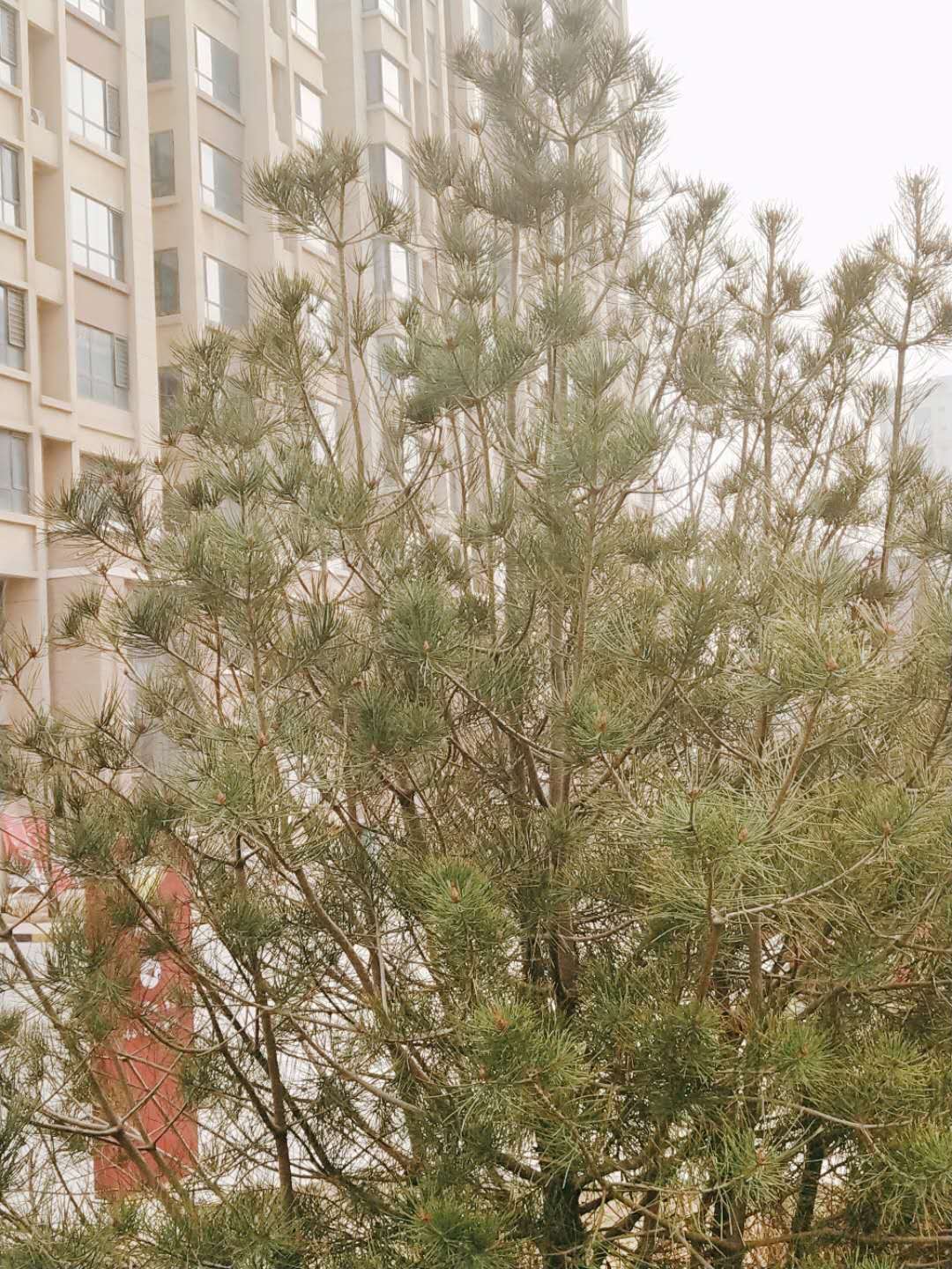 为福物业邀您共赏春天景色